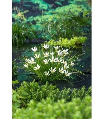 Zephyranthes