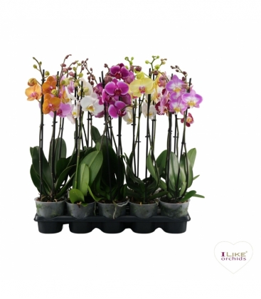 Phalaenopsis