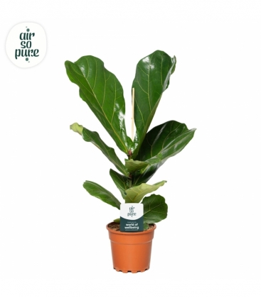 Ficus