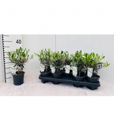 Olea