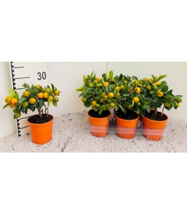 Citrus