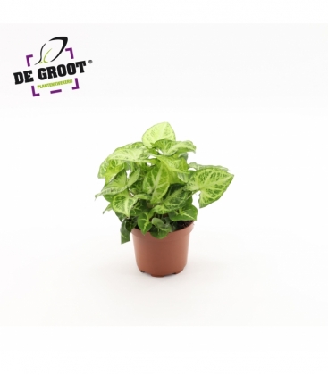 Syngonium