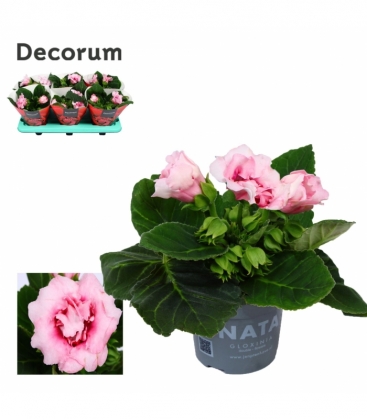 Gloxinia