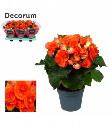 Begonia
