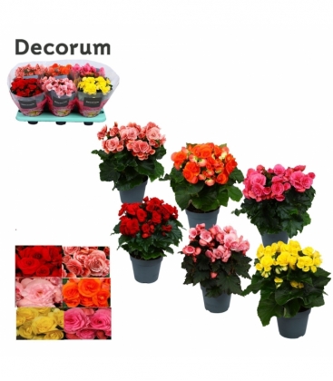 Begonia