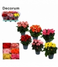 Begonia