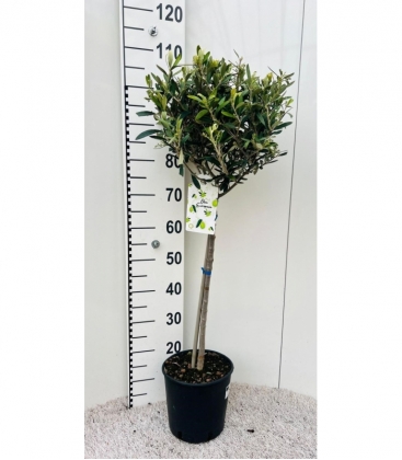 Olea