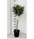 Olea
