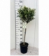 Olea