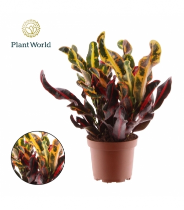Croton