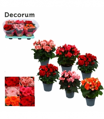 Begonia