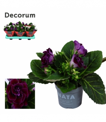 Gloxinia