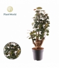 Polyscias