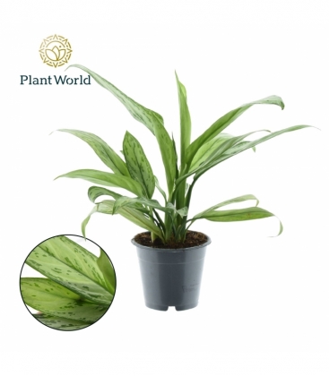 Aglaonema