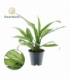 Aglaonema