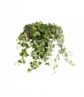 Hedera