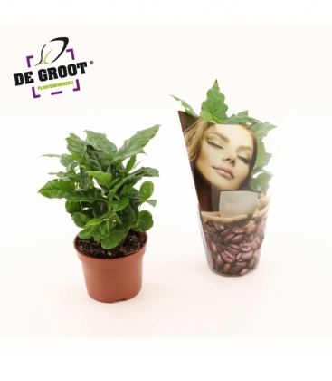 Coffea