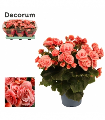 Begonia