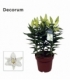 Lilium