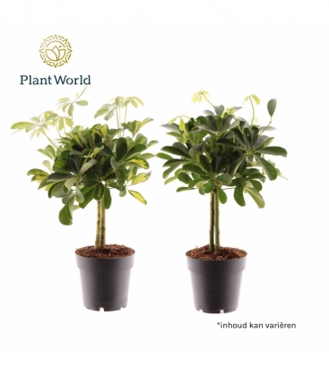 Schefflera