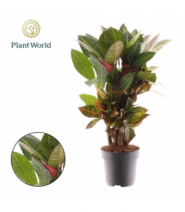 Croton