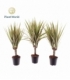 Dracaena