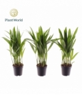 Dypsis