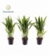 Dypsis