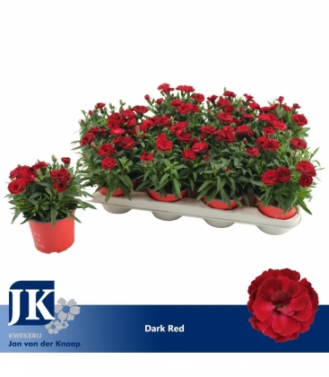 Dianthus