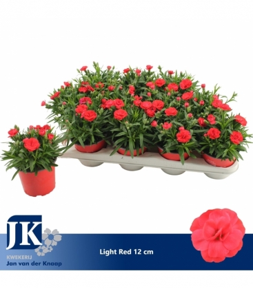 Dianthus