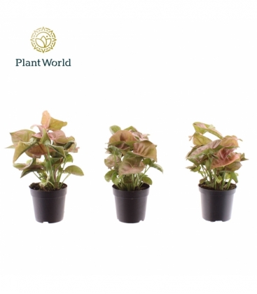 Syngonium