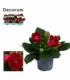 Gloxinia