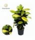 Croton