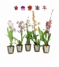 OrchideeÃ«n