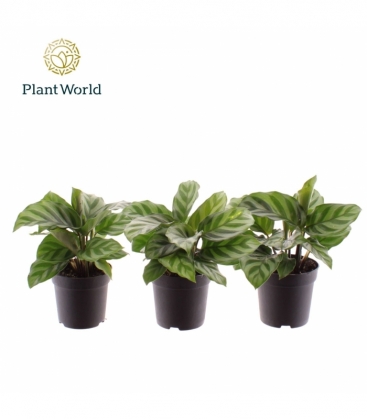 Calathea