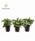 Calathea