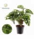 Monstera