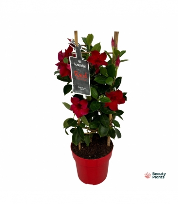 Mandevilla