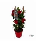 Mandevilla