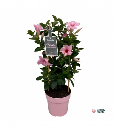Mandevilla
