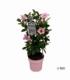 Mandevilla