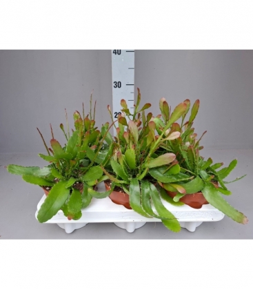 Rhipsalis