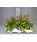 Rhipsalis