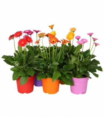 Gerbera