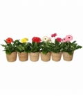 Gerbera
