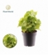 Syngonium