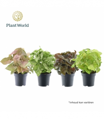 Syngonium