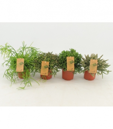 Rhipsalis