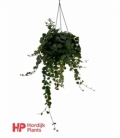 Aeschynanthus