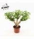 Ficus